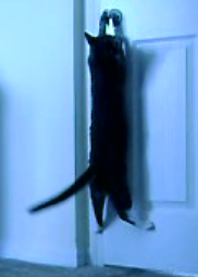 Cat Opens Door